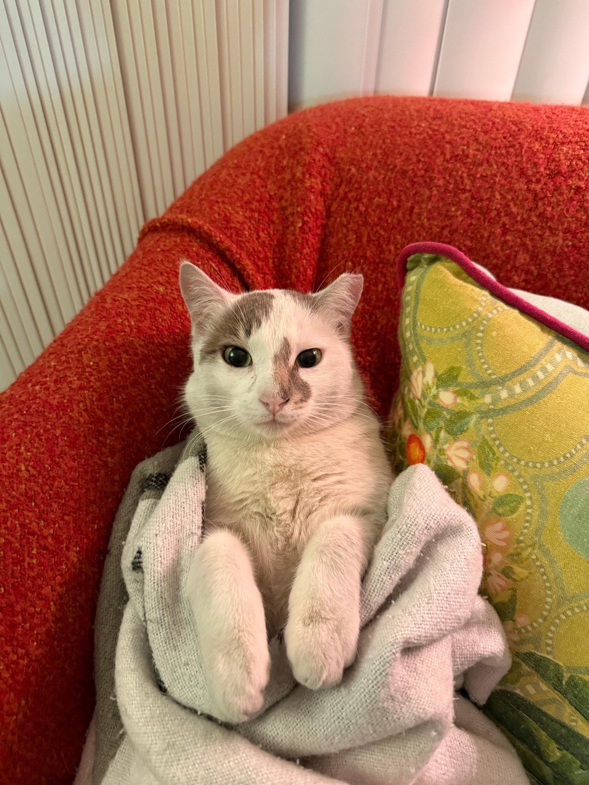 My cat in a blanket